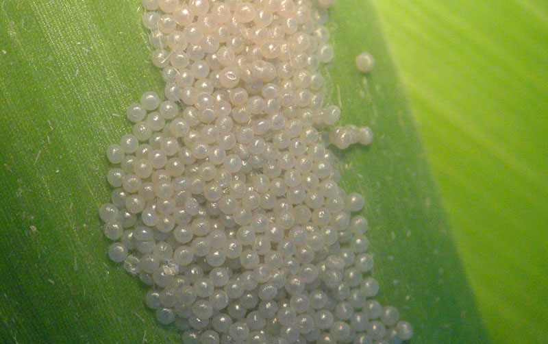 Ovos Spodoptera frugiperda, praga do milho bt
