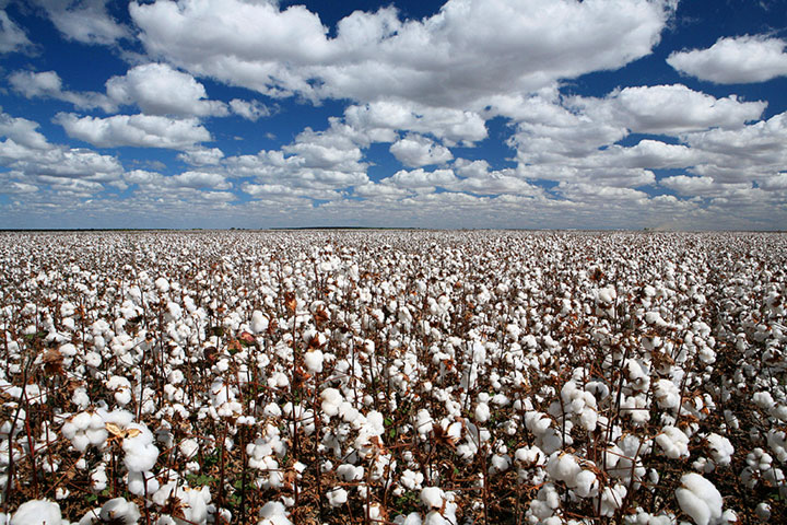 Plantação de algodão
