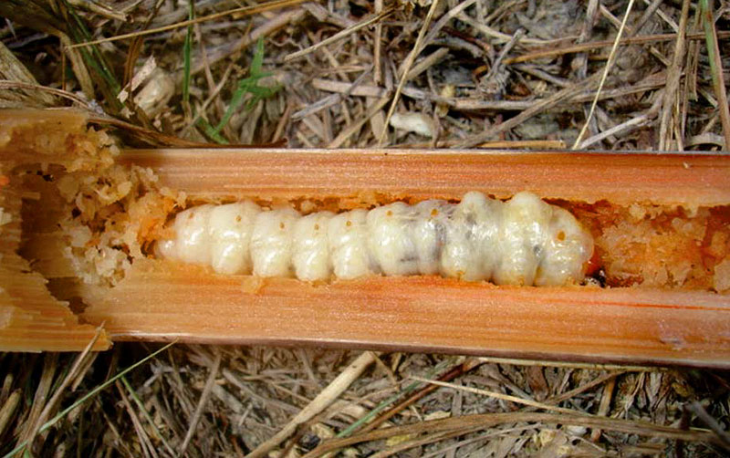 broca-gigante (Telchin licus): praga da cana-de-açúcar